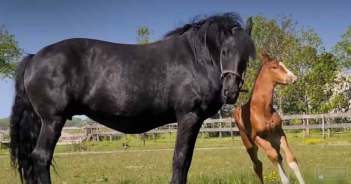 A Friesian horse with a juvenile chestnut foal standing on hind legs in a lush, open pasture surrounded by wooden fencing under clear blue skies.