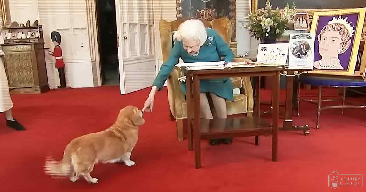 A golden-colored Corgi dog with white markings on its chest and paws, seated in a formal room within Buckingham Palace.