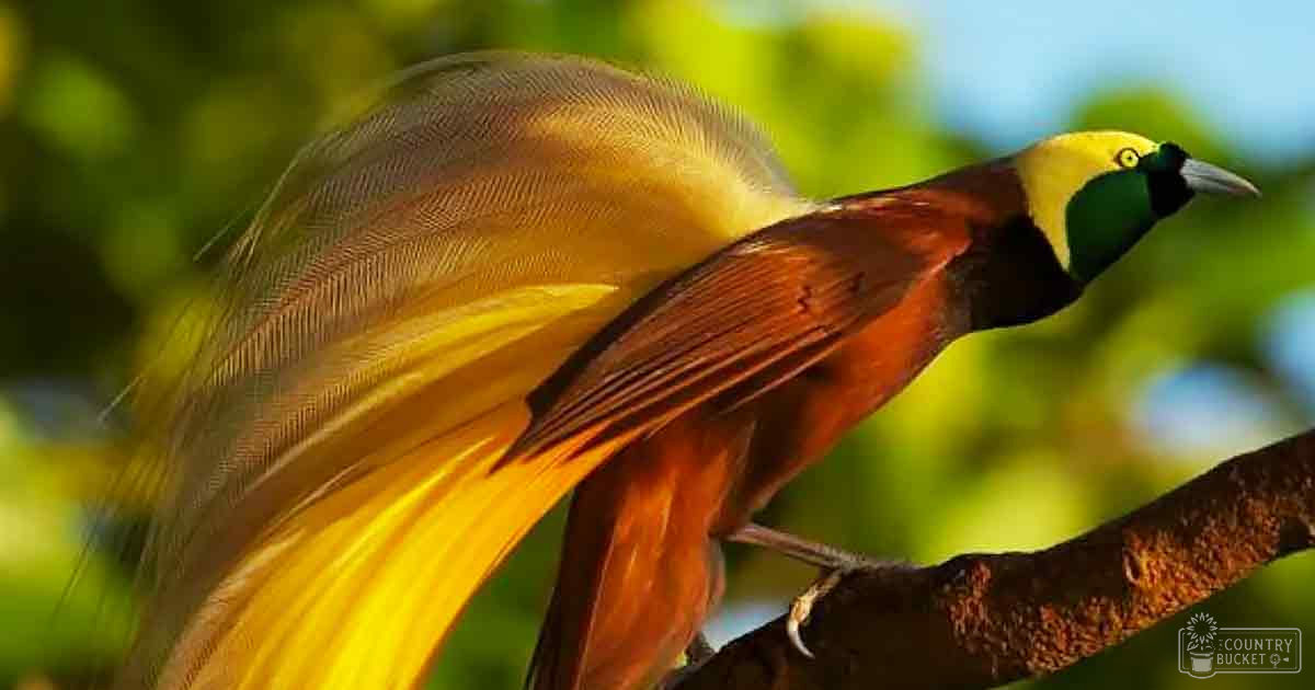 A Great Bird of Paradise with vibrant yellow and orange plumage stands amidst lush green foliage in a natural outdoor setting, suggesting spring or summer.
