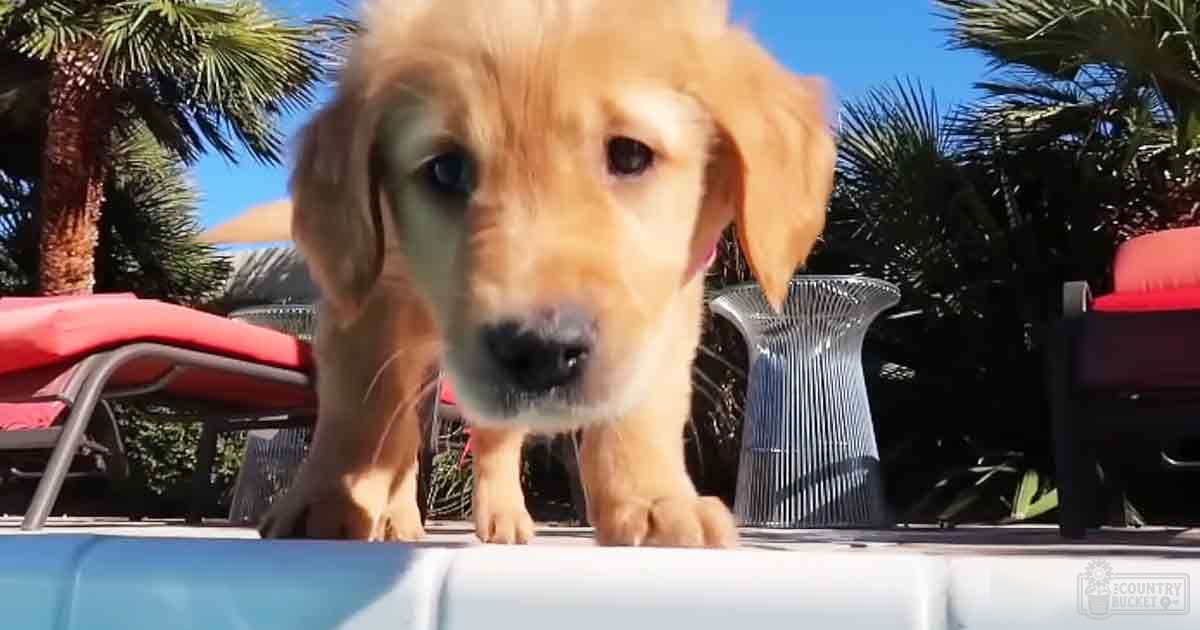 A golden retriever puppy with light brown fur and floppy ears sits outdoors on a sunny day amidst outdoor furniture, palm trees, and hints of greenery suggesting spring or summer in a backyard setting.