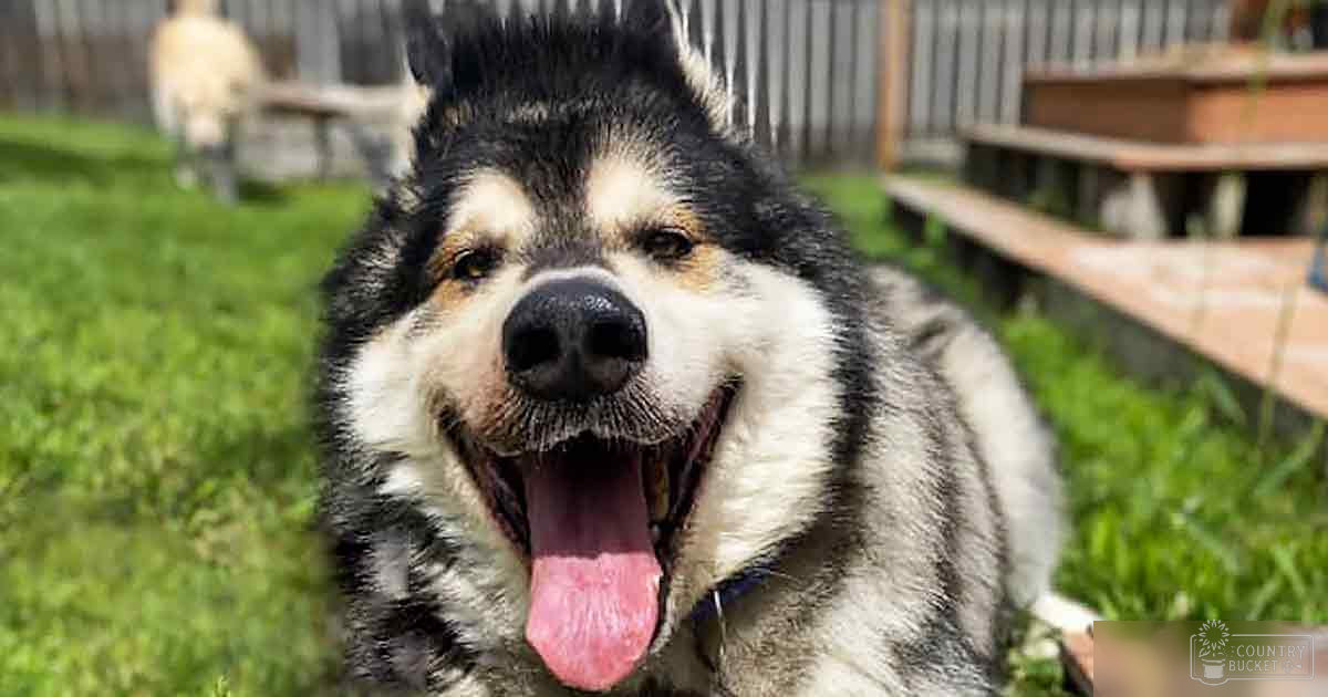 A middle-aged Alaskan Malamute with a black and white coat, standing outdoors on grass near wooden structures in bright daylight during summer or spring.
