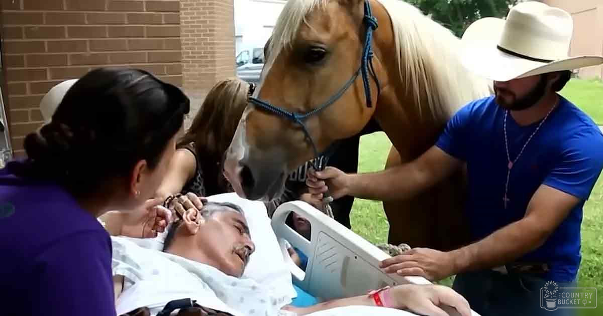 An adult male singer wearing a blue t-shirt and jeans interacts with an older adult male patient in a wheelchair near a light brown horse, set outdoors near a brick structure under natural daylight.