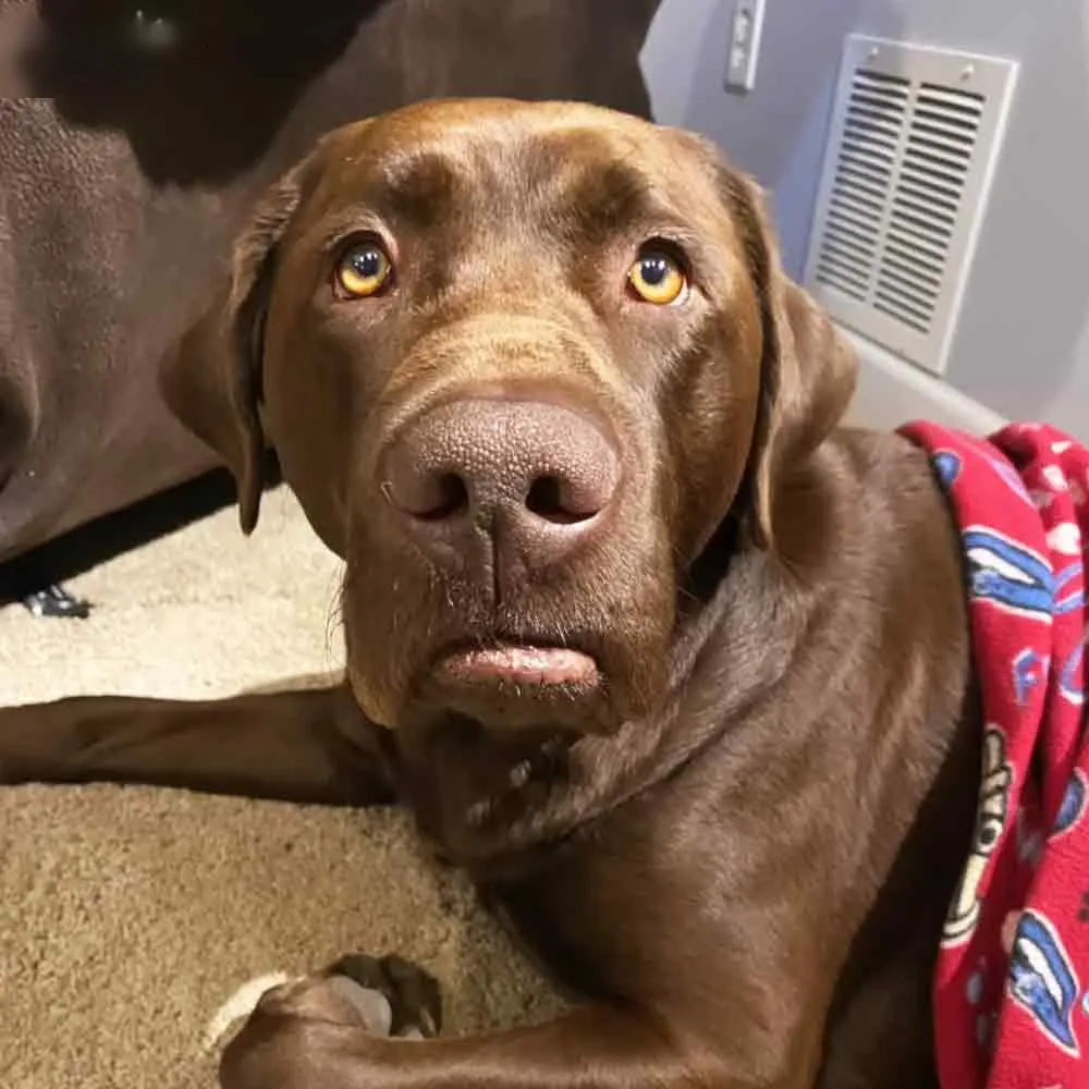 A brown Labrador Retriever or similar large breed dog with yellow eyes, resting on a red blanket with blue patterns in an indoor setting at evening light.