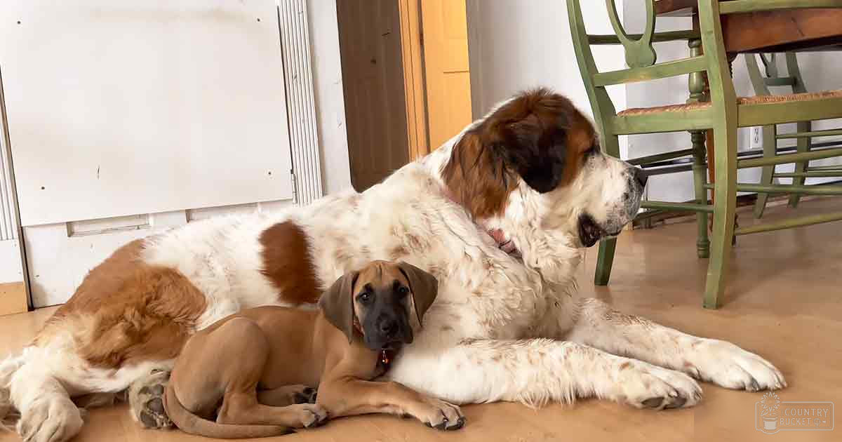 Two dogs, adult Saint Bernard with white and brown fur, smaller tan and black puppy or Great Dane mix in a home setting with a green wooden chair visible.