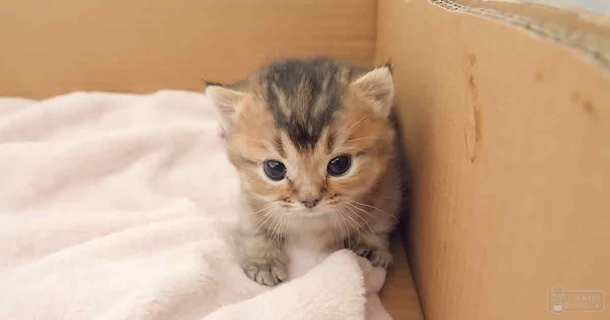 A tabby kitten with brown, black, and white stripes sits in a cardboard box lined with soft pink blanket under natural daylight.