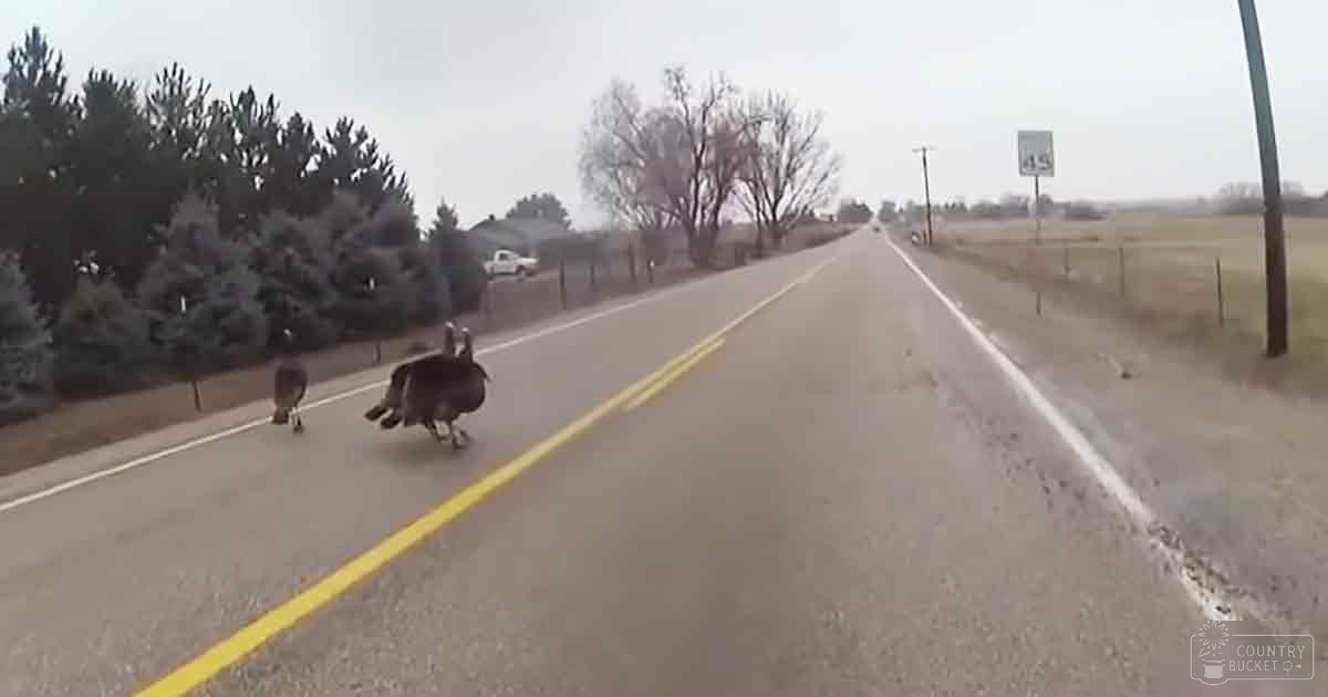 Two dark-furred turkeys crossing a rural road under an overcast sky with green trees lining one side and open fields on the other, marked by a speed limit sign indicating 45 mph.