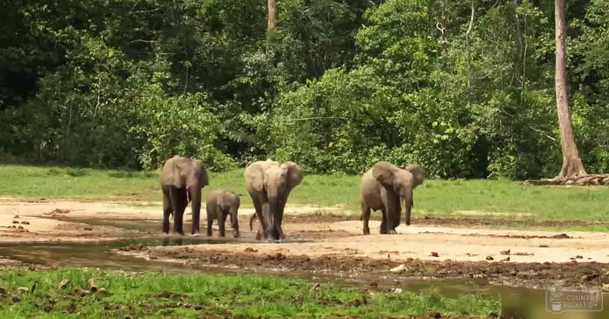 Four Asian elephants in a lush savanna-like environment with greenery and trees during midday light.
