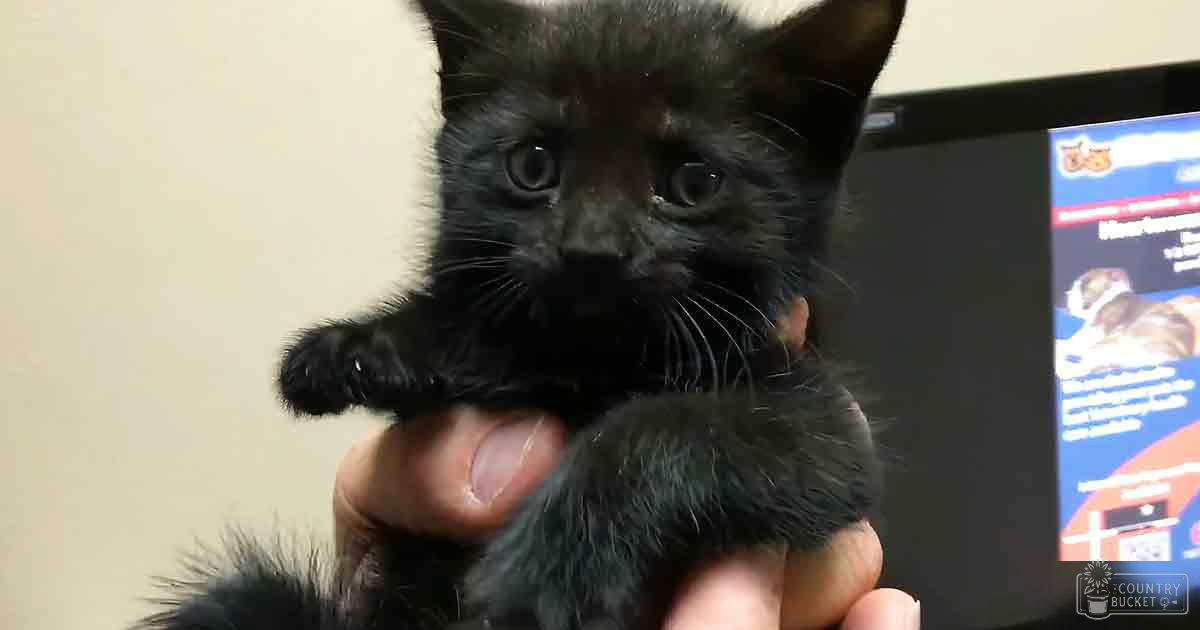 A black kitten with white markings around its neck and chest, indoors near a computer monitor displaying pet-related content.