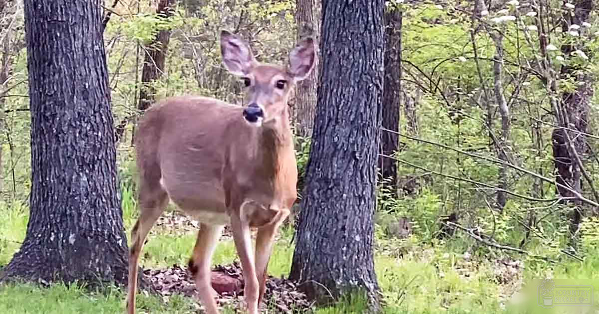 A young male deer with light brown fur and white markings stands in a forest setting surrounded by greenery, likely during spring or summer day.