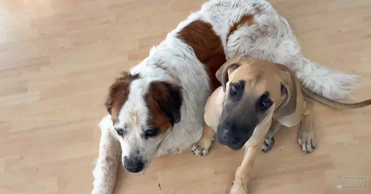Two Saint Bernard mix and Bloodhound mix dogs lying together indoors on a wooden floor with brown, white, black, tan, and beige tones