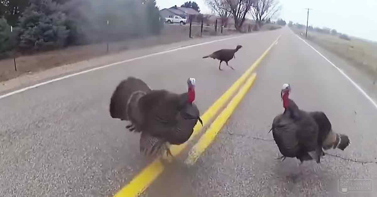 Three adult wild turkeys with dark feathers and red heads crossing a rural road during late afternoon or early evening.