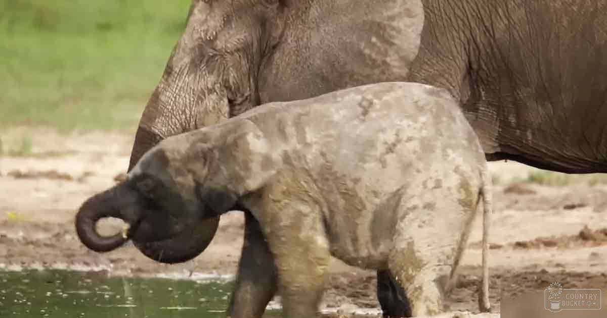 African elephant calf near water with light grayish-brown coat interacting with its mother.