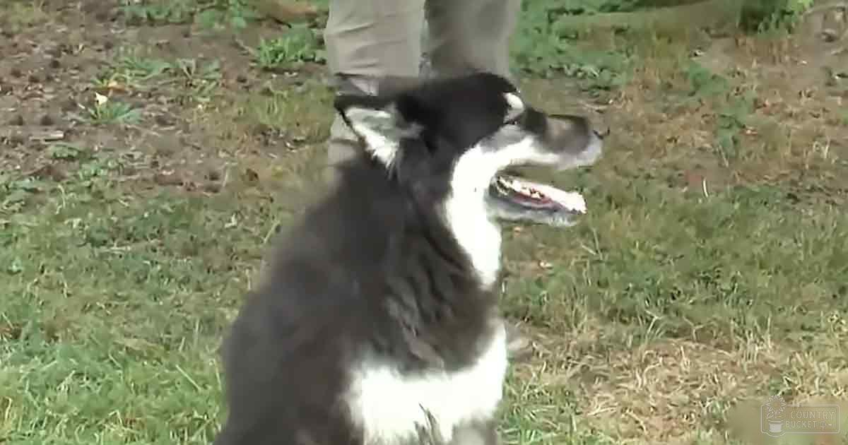 A black-and-white Border Collie stands outdoors on grassy ground with beige pants partially visible in the foreground.