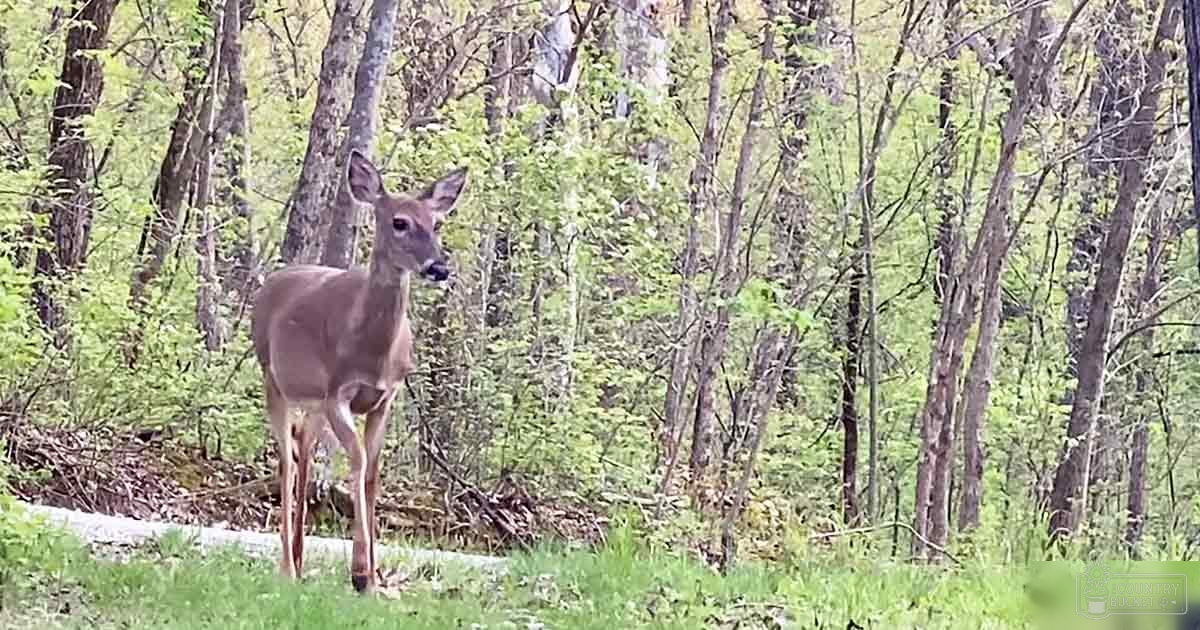 A light brown deer with white markings in a forested area during daytime, lush greenery surrounding it.