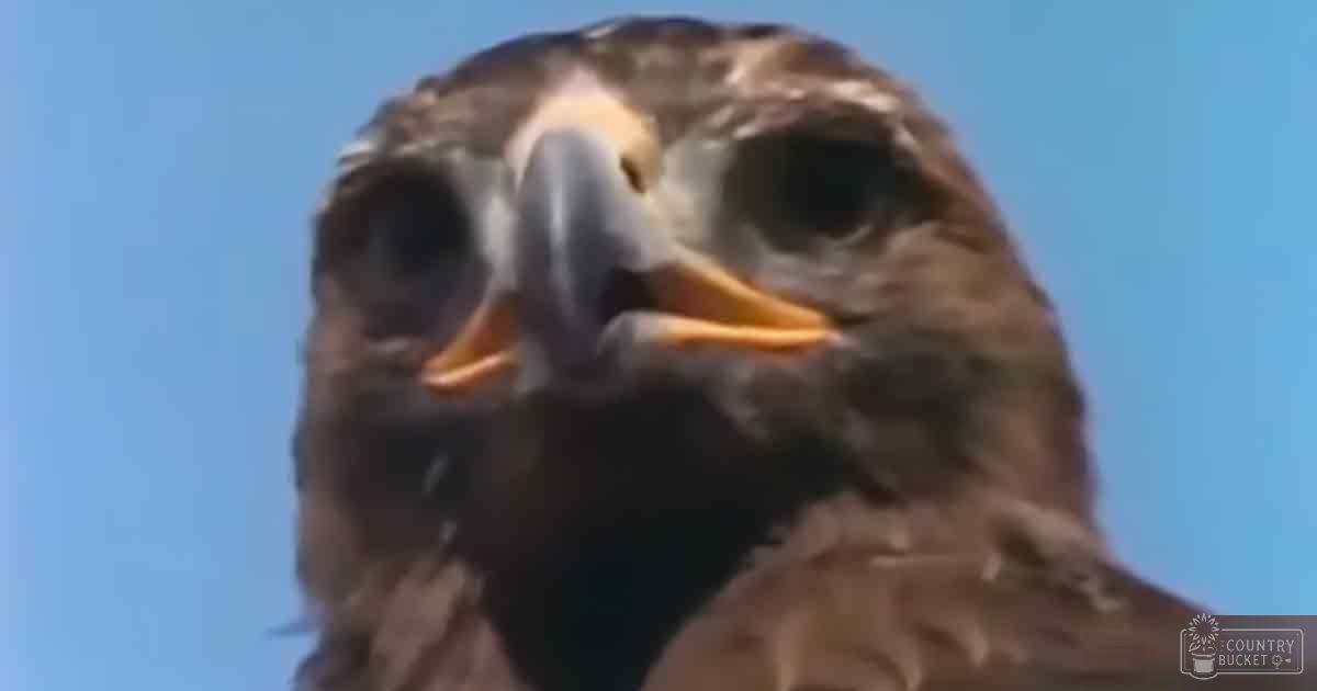 A lone adult eagle with brown feathers and a sharp beak, perched outdoors under clear blue skies in spring or summer.