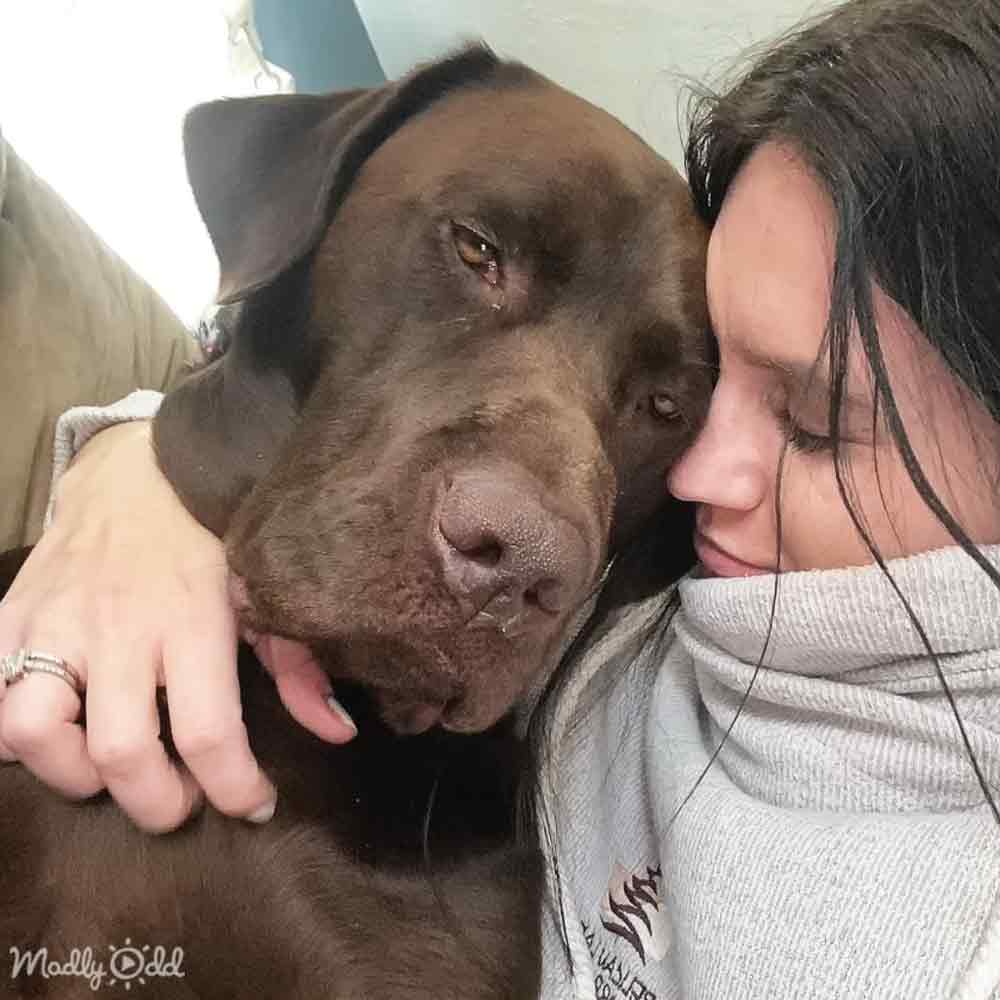 An adult female hugs a Great Dane in an indoor setting with neutral-colored walls, soft lighting suggesting daytime. The dog has dark brown fur with lighter shading around the muzzle.