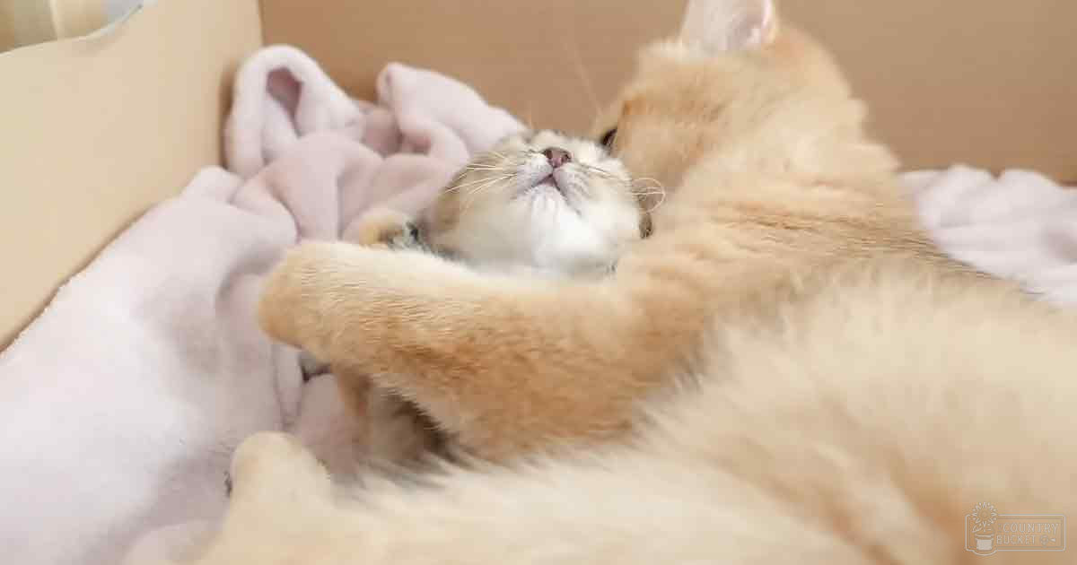 A light brown and white cat with adult features rests indoors in a cozy setting with soft lighting.