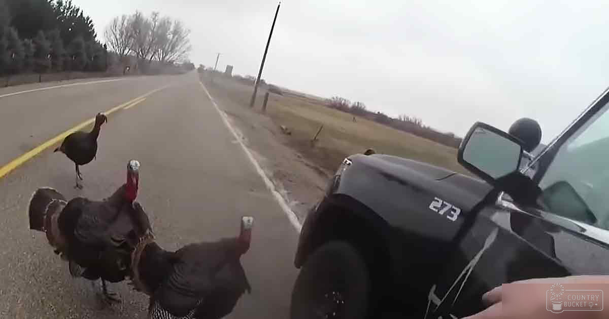 Wild turkeys with dark feathers and red heads standing on an open road surrounded by trees under a cloudy sky during late fall or early spring.