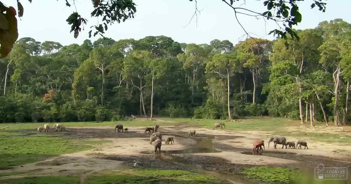 A herd of elephants with varying sizes gathered in a forested area during midday with green foliage and brown earth tones.