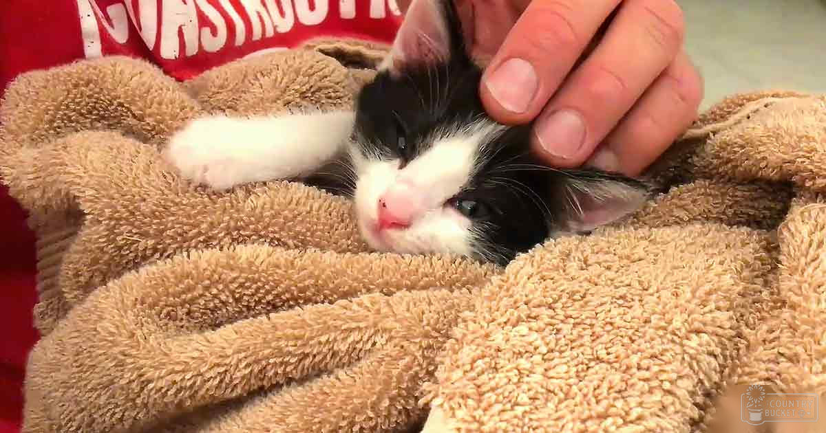 A domestic shorthair kitten with black and white fur being gently petted by an adult in a red garment indoors on a carpeted floor.
