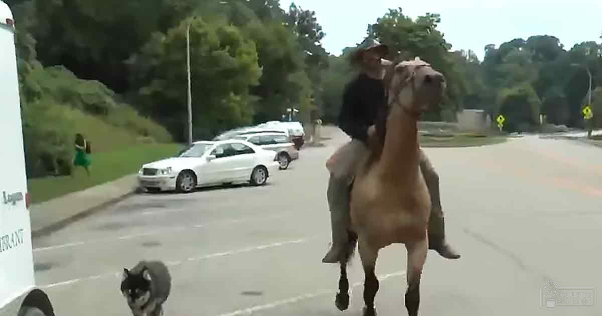 An adult male riding a light brown horse in an outdoor urban setting with soft daytime lighting and greenery along a road lined with trees.