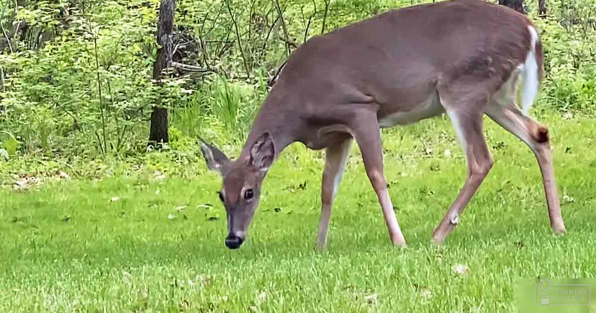 A deer grazing in a lush, green grassy area with trees and bushes in the background on what seems to be a spring or summer day.
