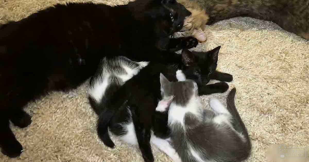 A group of kittens with mixed breeds, including domestic shorthairs or similar mixed breeds, are indoors on a carpeted surface in natural light.