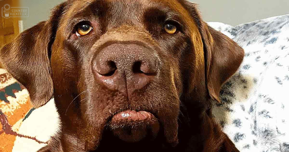 A Mastiff dog with a predominantly brown coat, darker markings around its eyes and ears, indoors under natural light.