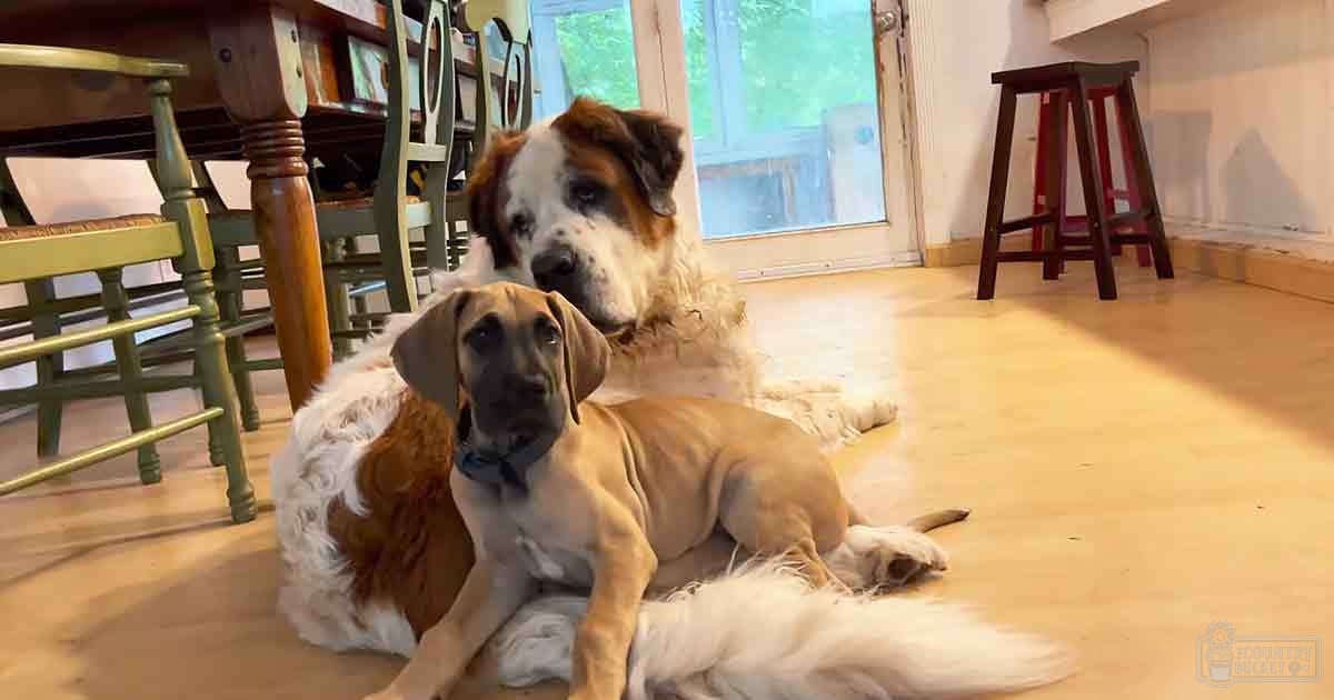Two adult dogs, one St. Bernard with white and brown fur, another Great Dane or similar breed, in a home dining area with wooden furniture and sliding glass door leading to greenery outside.