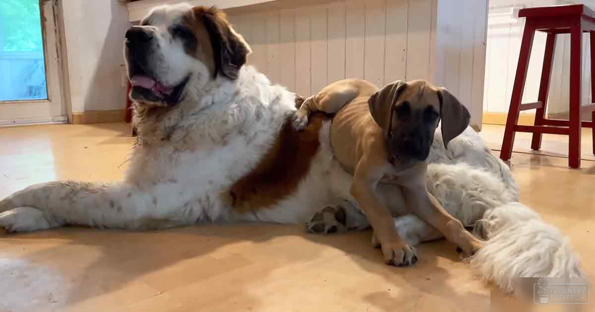 Two dogs, possibly Saint Bernard and Great Dane breeds, indoors on wooden floor with red stool; natural light suggests daytime.
