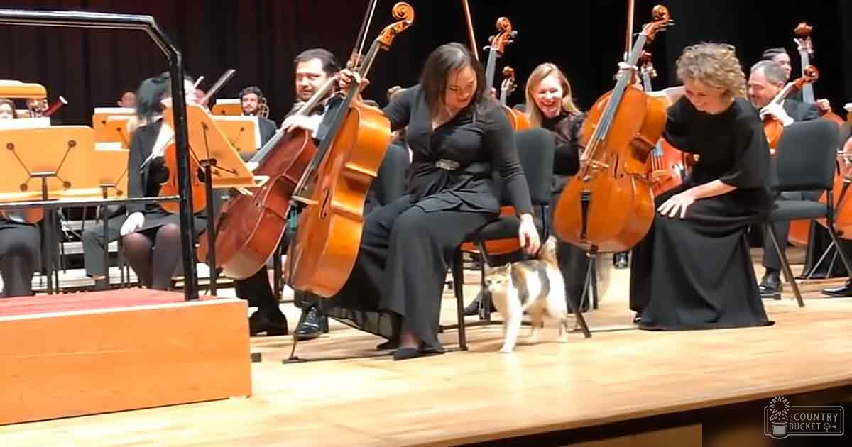 A small Chihuahua mix dog with white patches of light brown or tan, sitting on stage in a concert hall amidst musicians seated behind it, under natural daylight.