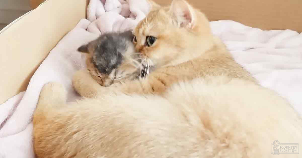 A large orange tabby cat and a smaller gray and white kitten rest on a light-colored cushion in an indoor, cozy setting with soft lighting.