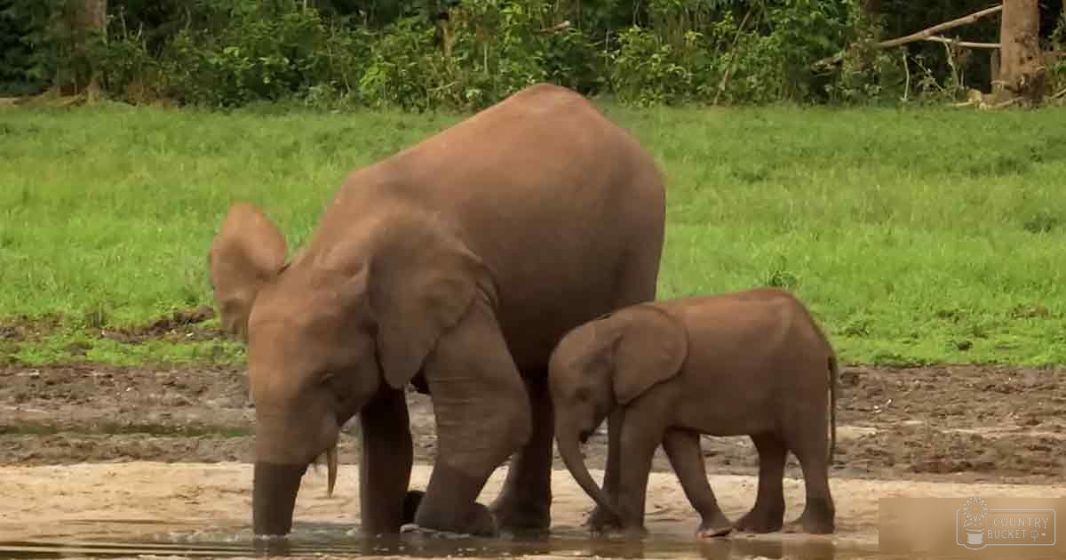 A mother elephant with her calf in a lush, green outdoor setting on a sunny day.
