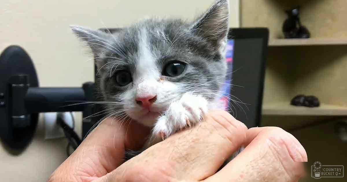 A young tabby kitten with gray and white fur indoors, possibly a home office environment.