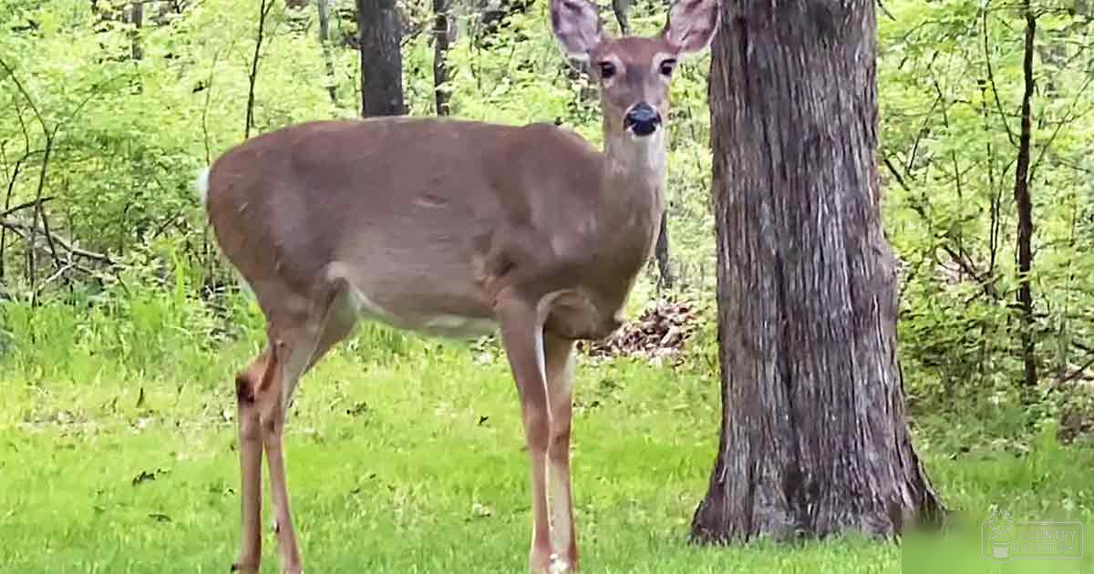 A white-tailed deer in a forested area with green foliage and fallen leaves on the ground during daytime.