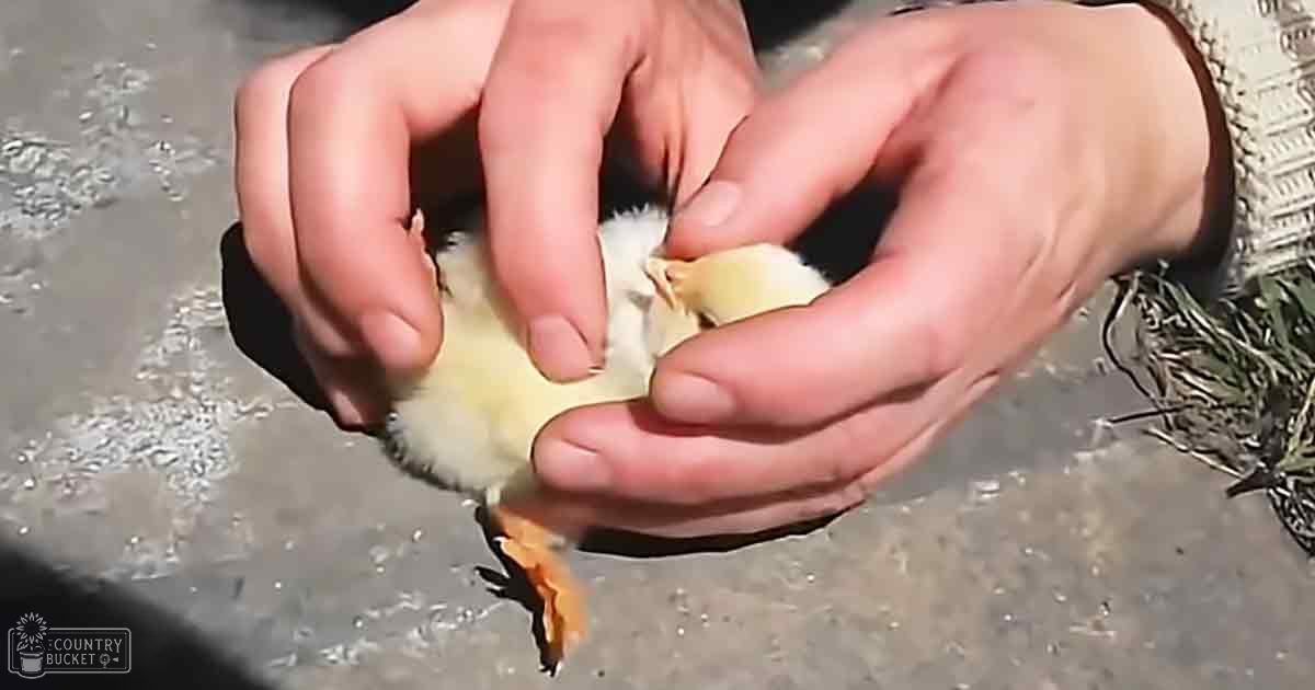 An adult male holding a small, yellow down-coated domestic chick outdoors on a paved surface under natural light.