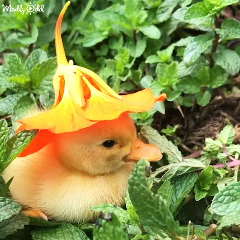 A baby duckling with an orange flower on its head stands amidst lush green foliage in a garden setting under natural daylight.