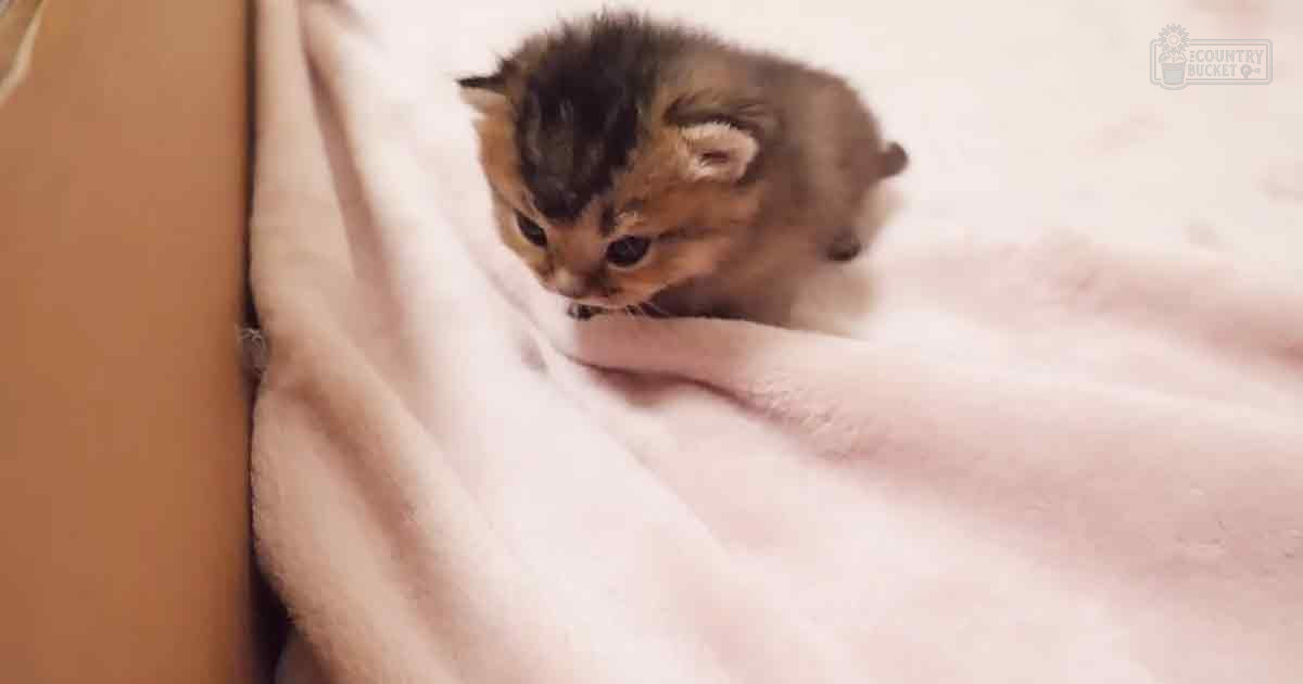 A young tabby kitten with black, orange, and white markings indoors, under warm diffused evening light.