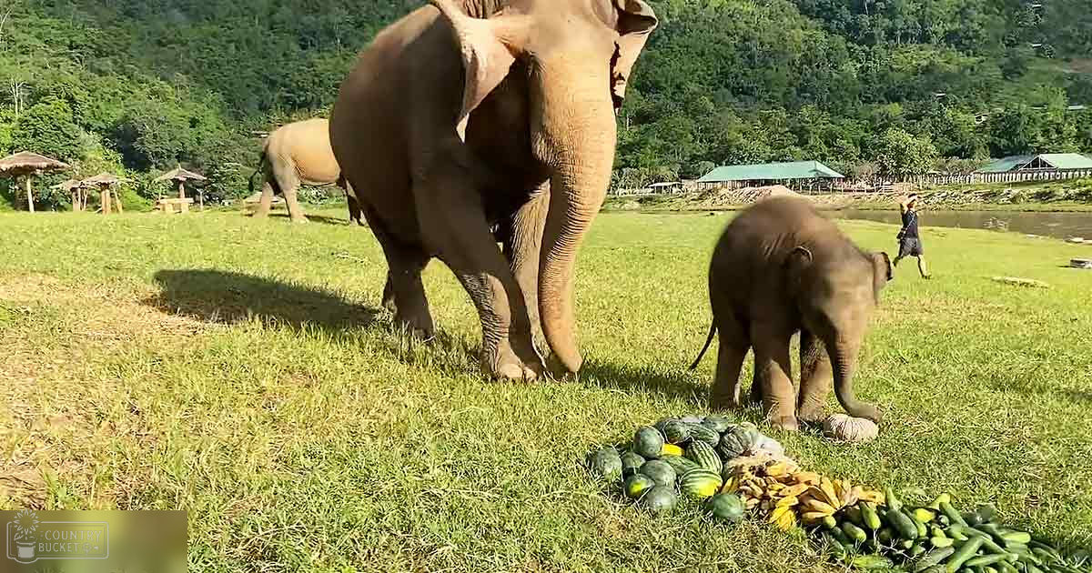 Adult male elephant standing amidst a lush, green grassy field with trees and distant huts under bright daylight in summer.