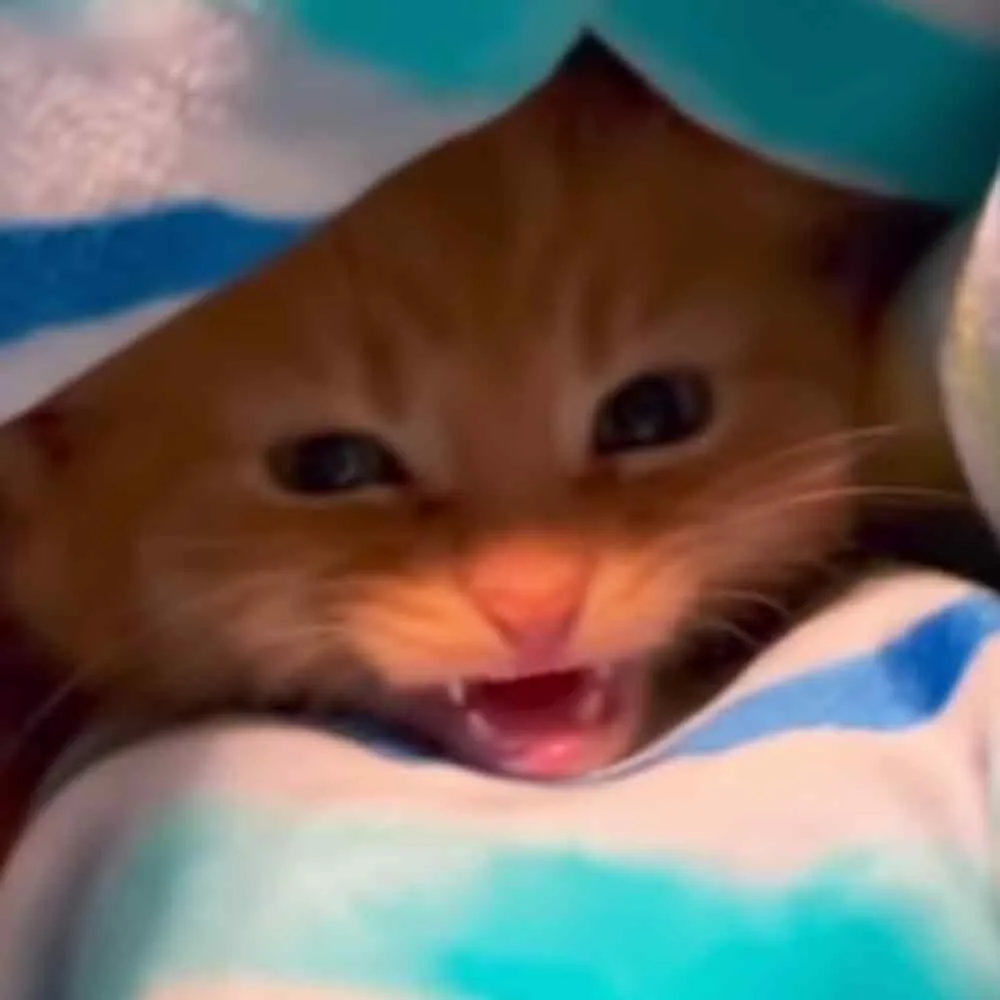 An orange tabby kitten with dark markings on its face and ears, resting indoors on a patterned blue and white blanket.