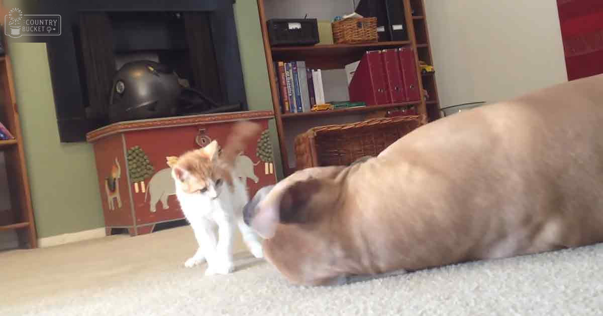 A white and orange tabby kitten and a light brown dog lying on its side in an indoor living room setting with natural daylight.