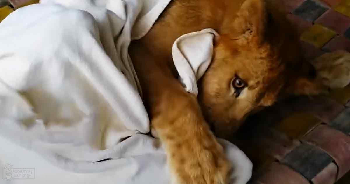 A stuffed lion cub with golden fur indoors on a tiled floor near a white garment.