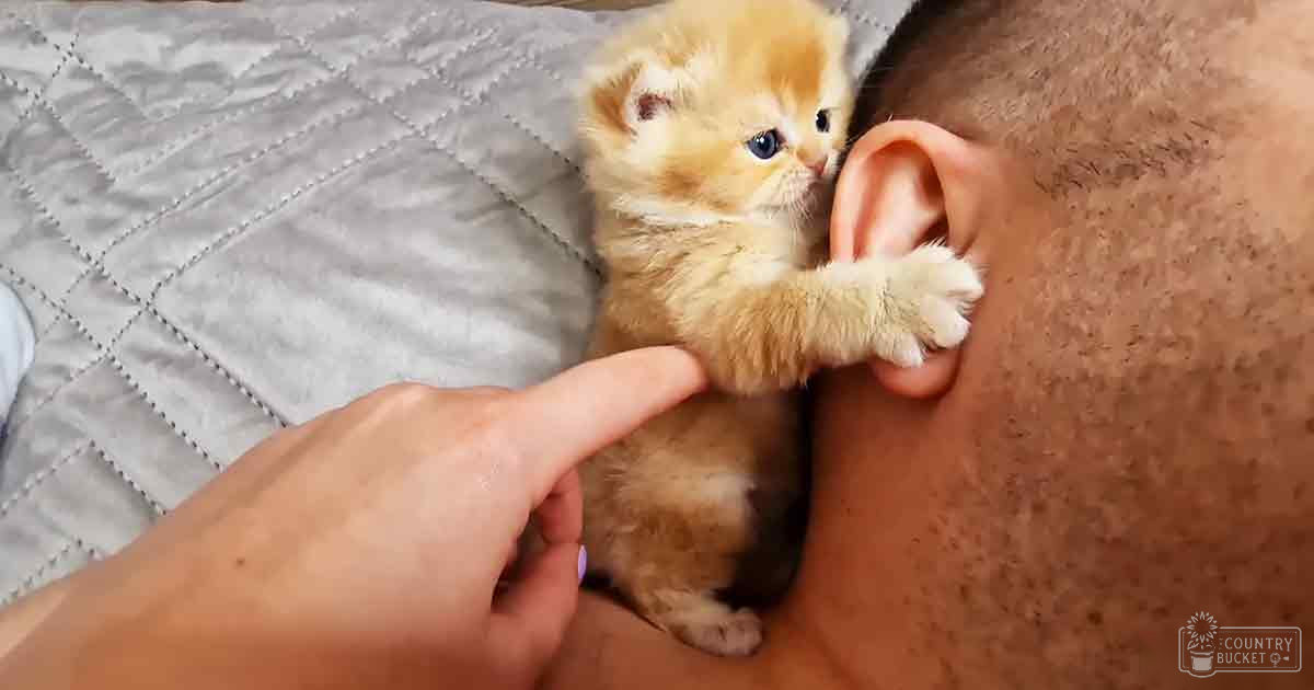 A kitten with golden-brown fur and a light underbelly, interacting with an adult male's ear in a quilted fabric setting on a bright day.