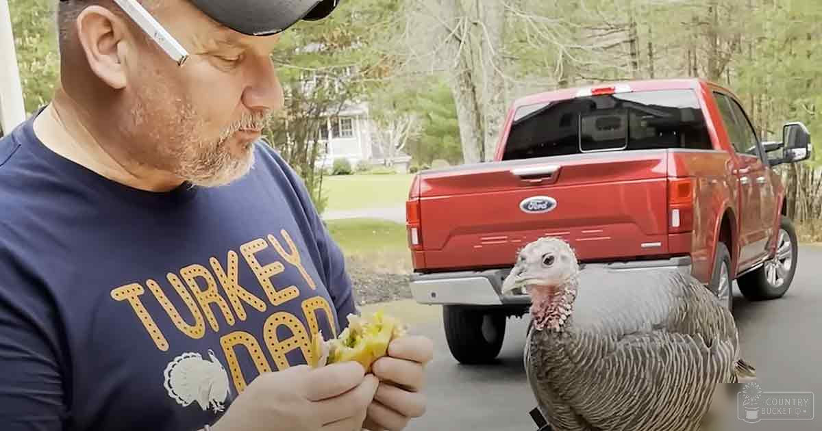 A middle-aged man wearing a dark blue T-shirt labeled "TURKEY DAD" interacts with an adult domestic turkey in front of his red Ford truck on a residential driveway during spring or summer.