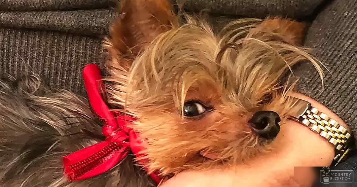 A small Yorkshire Terrier with long light brown fur and a red ribbon around its neck, held indoors on dark fabric.