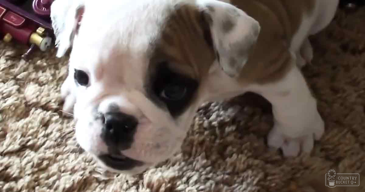 A young English Bulldog puppy, white and tan, with large eyes and floppy ears, sits indoors on a carpeted floor under natural daylight.