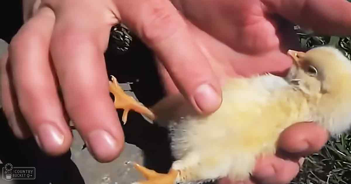 A close-up of a hand holding a small baby chick with yellow feathers and bright orange legs, outdoors on a sunny day.