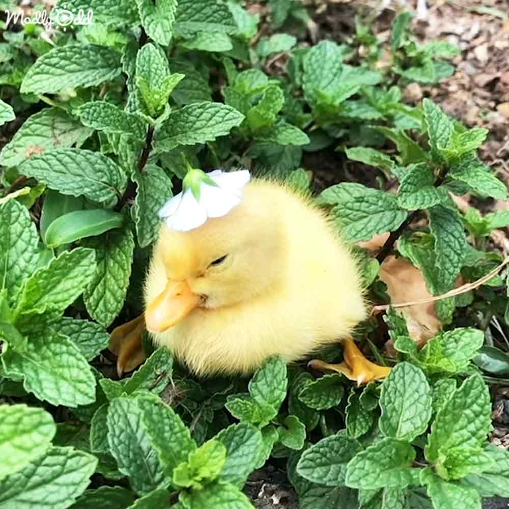A baby duckling with bright yellow feathers sits among green mint plants in a garden on a sunny day.