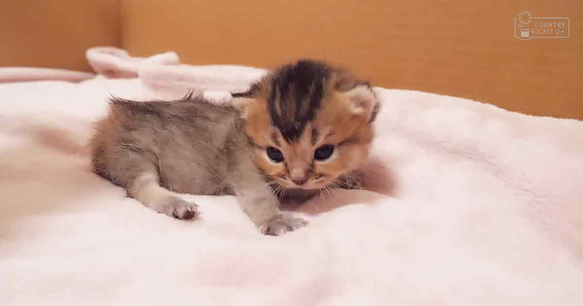 A young, short-furred kitten with a calico or tortoiseshell pattern rests on a white blanket in an indoor setting.