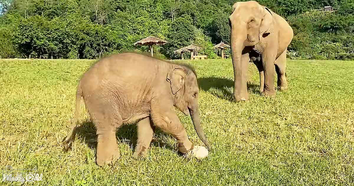 Two elephants in a grassy field surrounded by trees on a sunny summer day with clear weather.